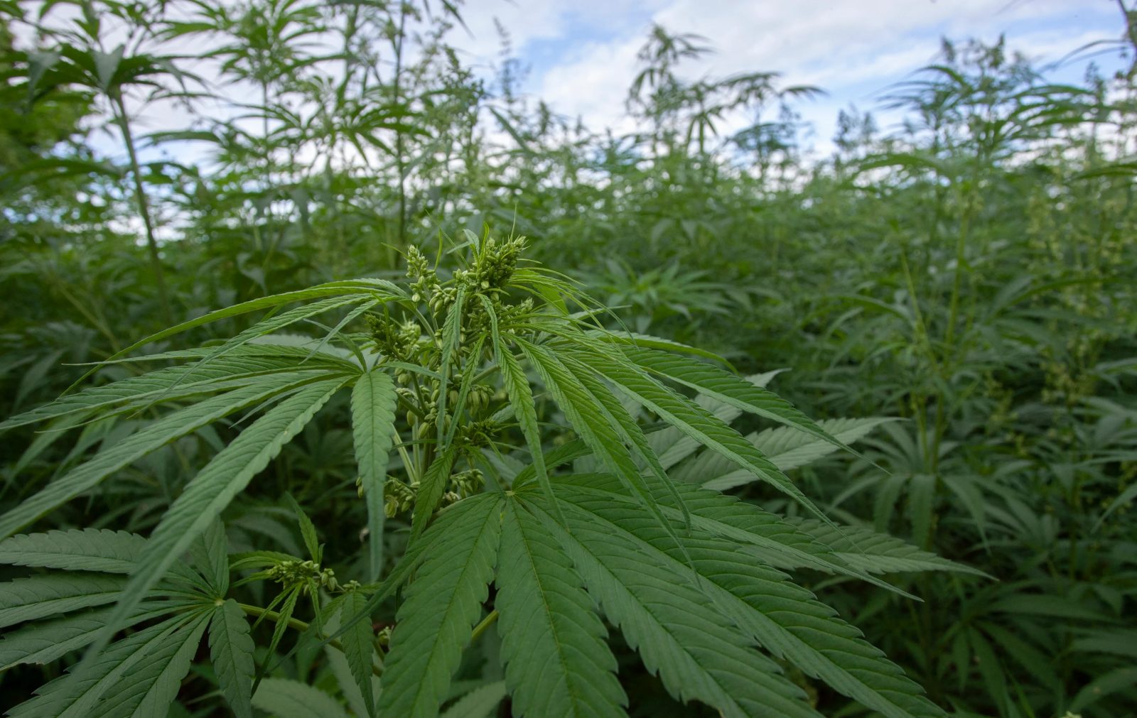 NACOC Issues First Cannabis Cultivation Licences to Two Ghanaian Companies
