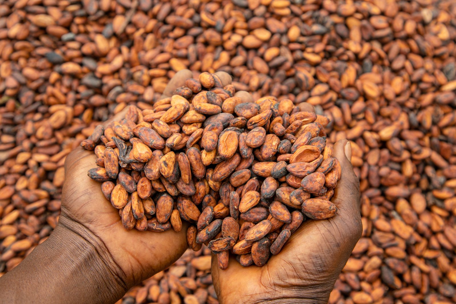 Government Committed to Strengthening Cocoa Sector – COCOBOD