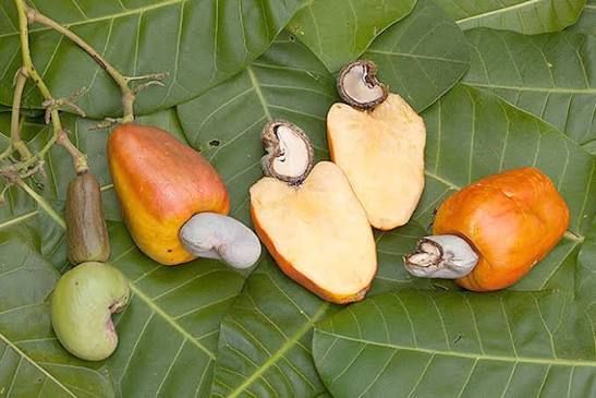 Africa Urges Investment in Cashew Processing to Retain Value