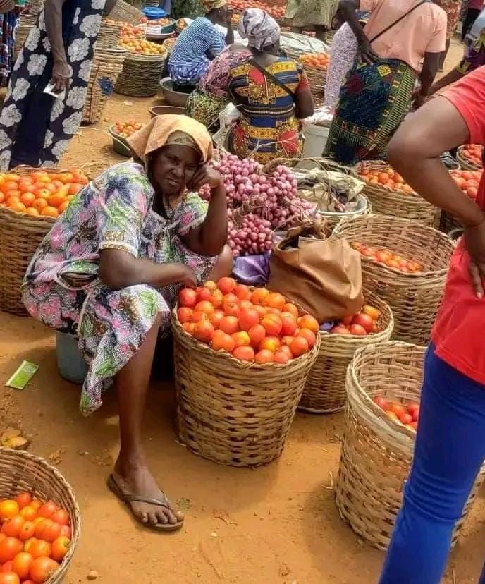 Avume Tomato Farmers Face Post‑Harvest Losses as Crate Shortage Leaves Ripe Crops Rotting