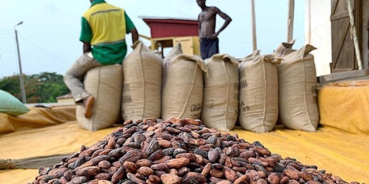 Cocoa Board Raises 2026/27 Producer Price to GH¢42,400 per Tonne