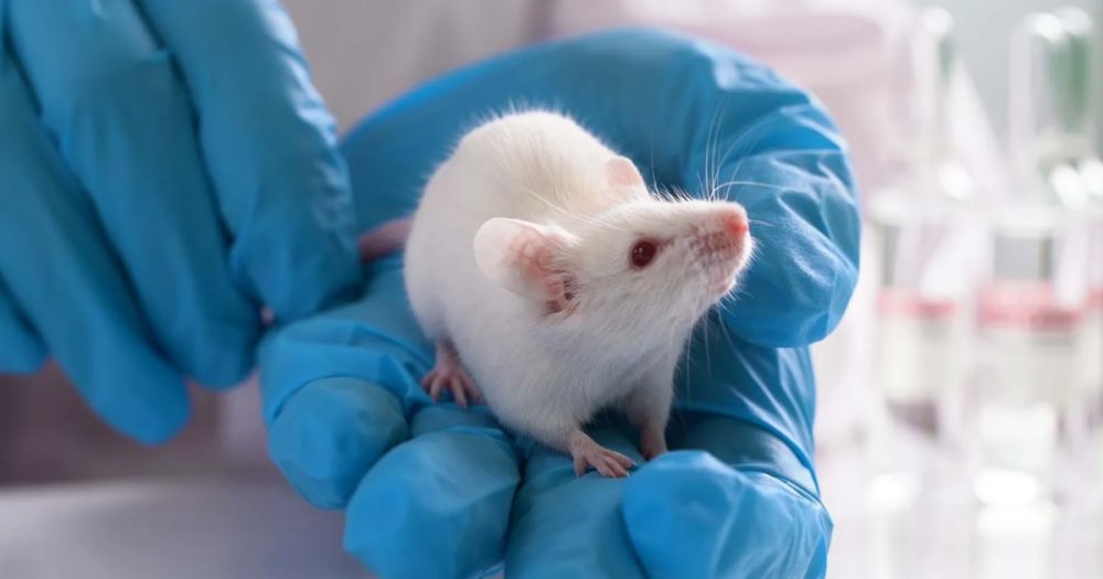 Stanford Scientists Create Human‑Mouse Hybrid Brains in Lab Breakthrough