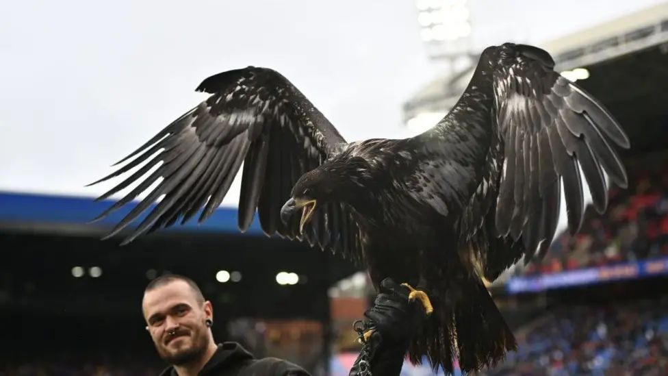 PETA Urges Crystal Palace to Retire Live Bald Eagle Mascot
