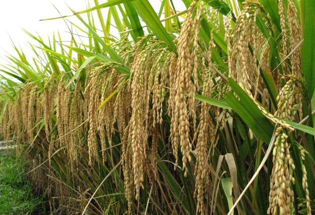 Ghana Launches $18.8 Million REWARD Project to Slash Rice Import Bill