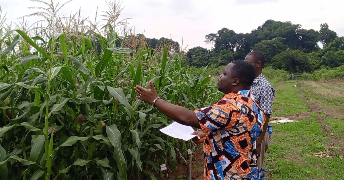 GHiPO Urges Stronger Protection for Local Plant Breeders to Boost Food Security