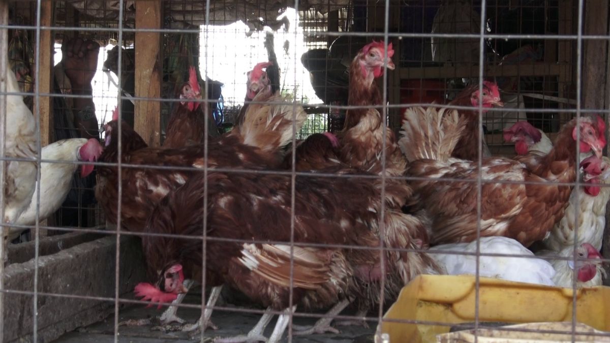 Processing Gaps, Not Middlemen, Driving Local Chicken Prices
