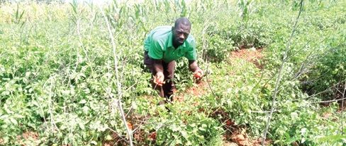 Nabdam Vegetable Prices Crash, Farmers Lose Income