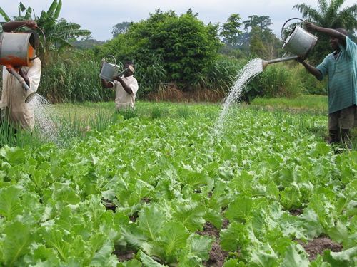 Peasant Farmers Call for Agriculture Focus in $10bn New Economy Policy