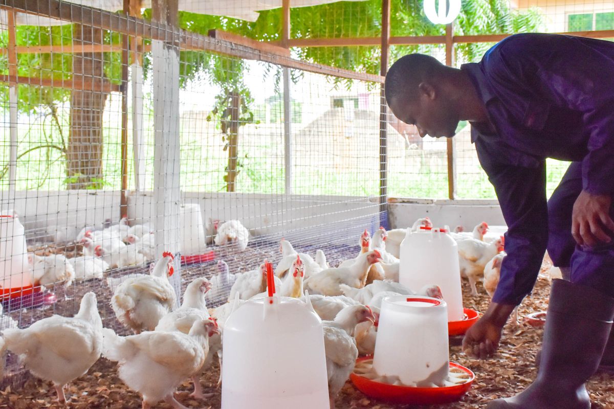 Accra Poultry Farmers Warn of Possible Price Rises Ahead of Christmas