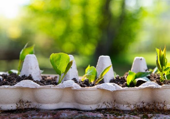 Reuse Egg Cartons: Six Clever Ways to Save Money and Reduce Waste