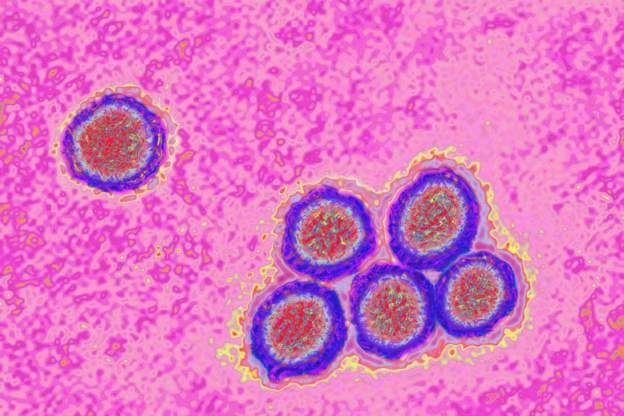 Yellow Fever Outbreak Claims Seven Lives in Sissala East